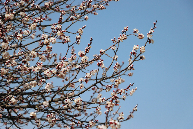 春归西董丨暗香浮动醉春光，梅花迎客踏春来