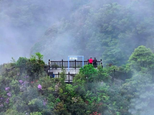 开了！开了！福州开了成片杜鹃花海！快上鼓岭