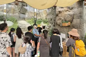 暑期预定量猛增70%！香港海洋公园打造大湾区夏游胜地图片