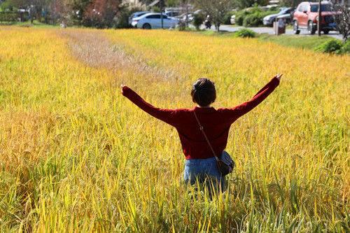 江宁佘村稻香吸引中外游客
