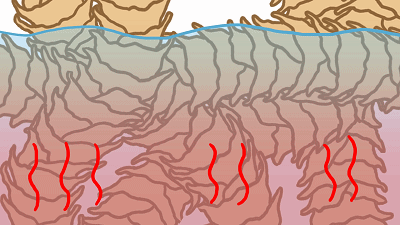 羊毛衫一洗就缩水，那绵羊淋了雨	，会不会被羊毛勒死？