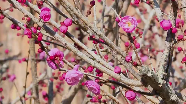 浙江冬日花海“提前营业” 赏花游激活文旅“小阳春”