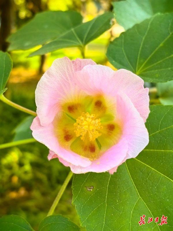 花色一日三变，武汉73座公园可赏木芙蓉