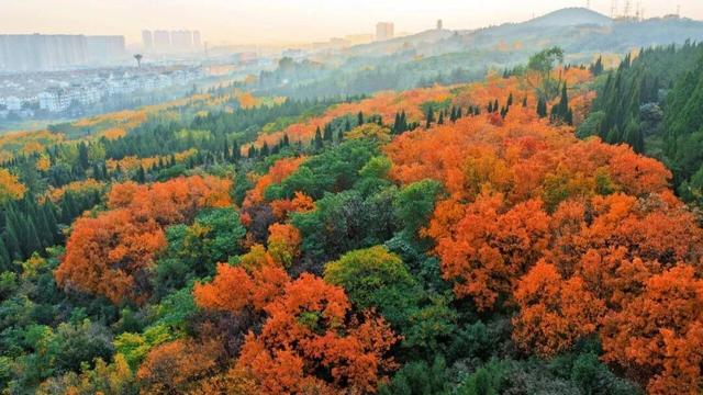 秋景大片都没看，洛阳的秋天，这就结束了？