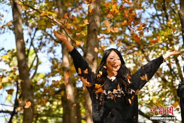 昆明植物园枫香大道层林尽染引八方游客