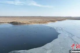 新疆兵团：沙漠边缘湿地迎来候鸟最佳观赏季图片