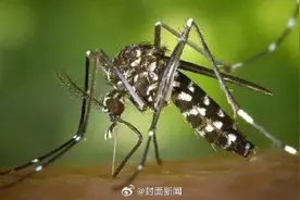 你是招蚊体质吗？图片