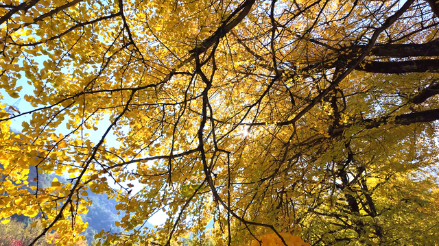 双牌：银杏黄 乡村火 “风景”变“产业”