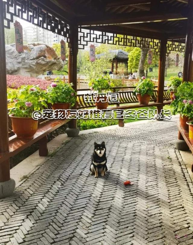 浦东板块高评价宝藏遛狗地分享--持续更新