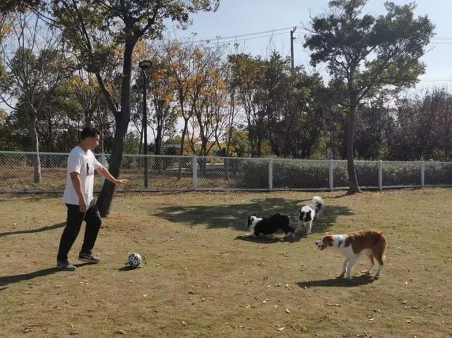 萌宠赛、活力市集、阳光草坪……宝山杨行露营节，解锁文明养宠新时尚