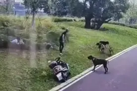 犬管办回应母女在公园遭四条大型犬撕咬：已控制狗正鉴定品种，事发地可遛狗但需拴绳图片