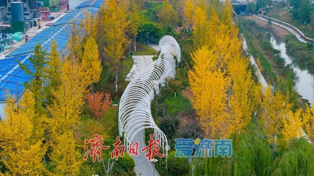 一年四季 泉在济南丨秋风执笔，银杏鎏金：济南腊山河公园秋日氛围感拉满