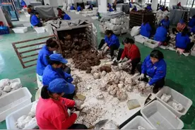 湖湘劳务品牌（16）｜靖州茯苓工：打造老百姓就业增收“茯”地图片