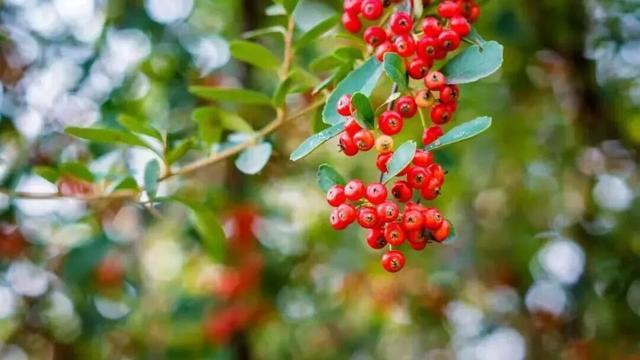 孟津、汝阳赏秋玩法上新！这份攻略快收好
