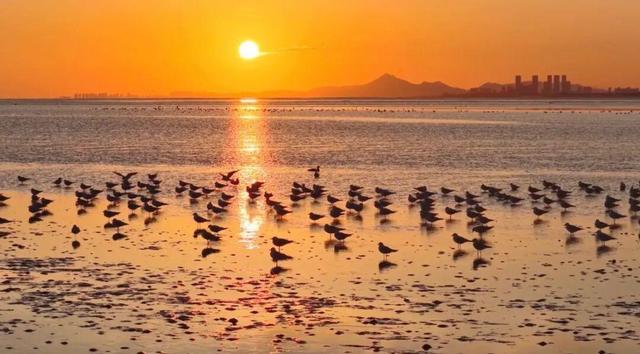 南海新区：天鹅归来鸟儿聚 生态美景入画来