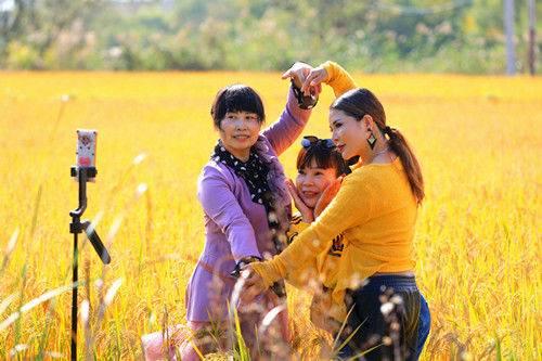 江宁佘村稻香吸引中外游客