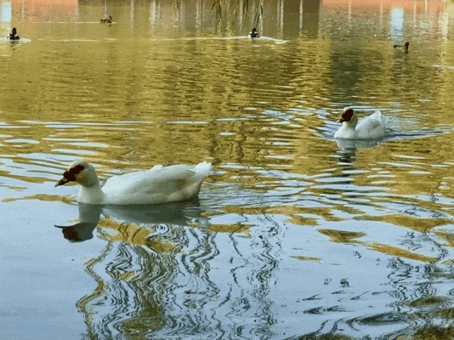惊艳！身边的北京秋景“天花板”来了！