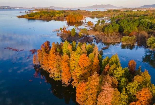 街头大量出现！常州人都已经捡上了