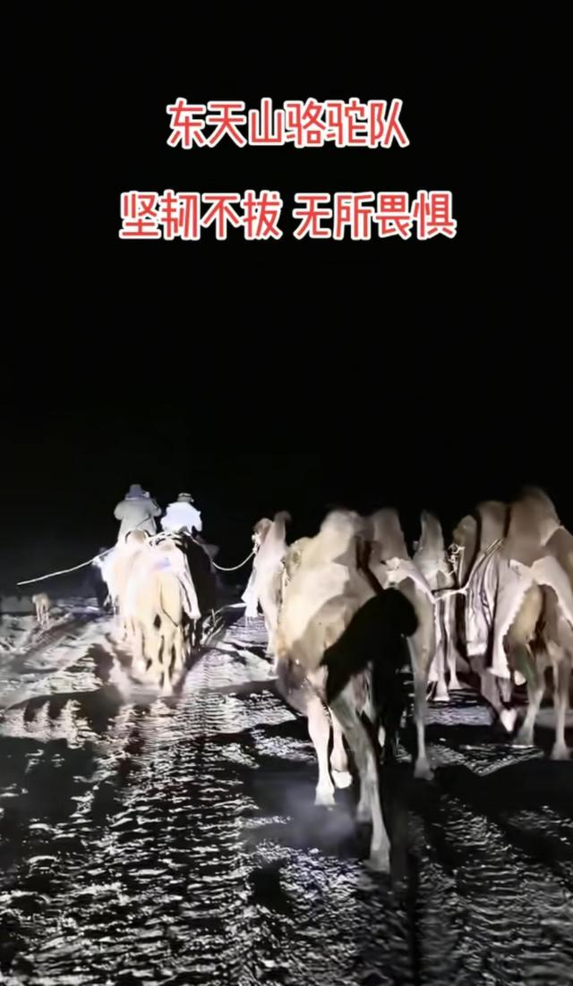 新疆20多人骑骆驼去洛阳