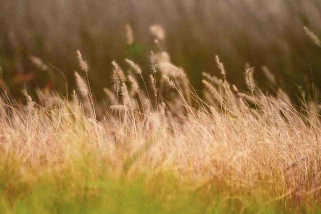 漫步街头巷尾，寻找冀南新区独有的初冬韵味