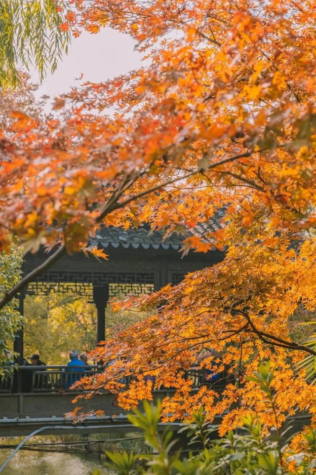 街头大量出现！常州人都已经捡上了