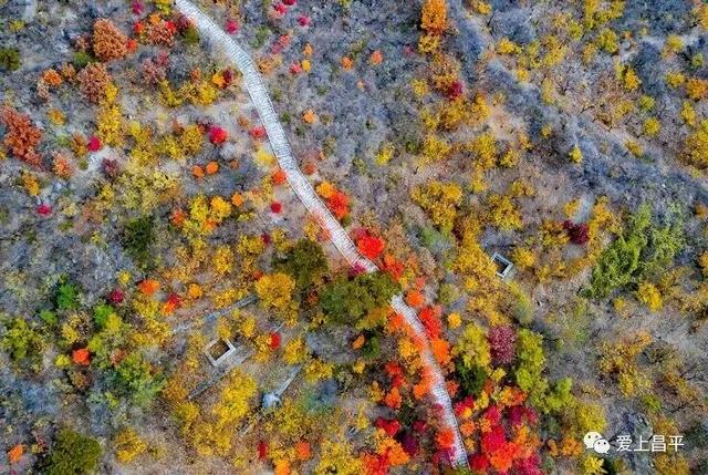 人少景美！北京这些古刹红叶正在最佳观赏期！