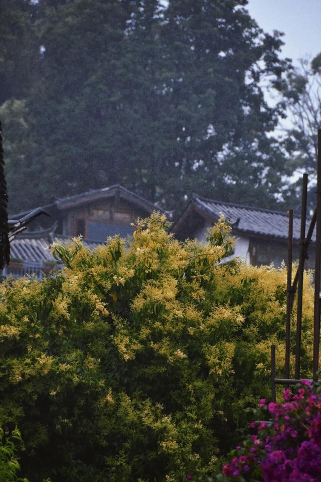 在雨中，读懂丽江的浪漫