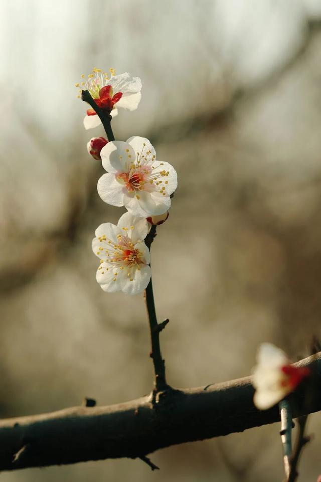 双梅同绽！上海这个公园传来冬日限定芬芳→