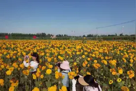 美如油画！这片向阳花海，妆点了宁夏的初秋！图片