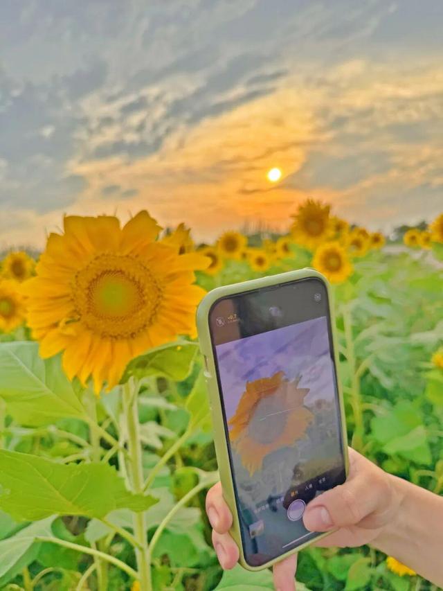 西咸新区600亩向日葵海已绽放