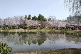 武汉堤角公园樱花烂漫，摄影师称今年已3次前往拍樱花图片