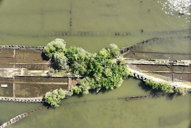 被遗弃的二战炸药上	，长出了更多的螃蟹和海星