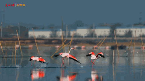 运城九大观鸟胜地邀你共赴冬日童话～