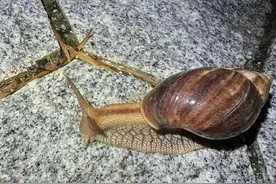 满墙都是看得头皮发麻！雨后大量出现！注意：不要碰也不要吃！图片