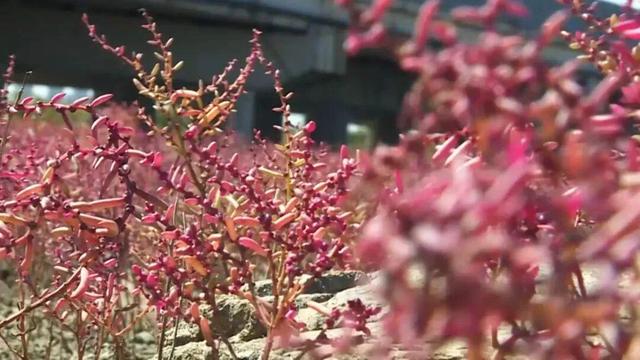 南海新区：秋染湿地披红装