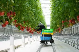 尝鲜｜光明瑞华普罗旺斯大番茄上市啦！图片