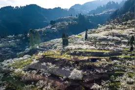 漫山花开“李”好美图片