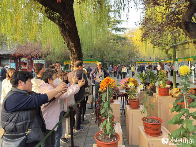 泉映菊韵正当时