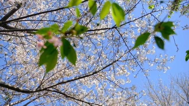 六万株樱花正在开放！就在杭州！这里真的美到不行……