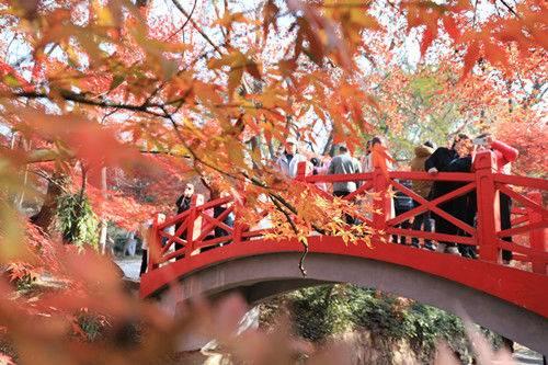 南京中山植物园红枫美到窒息