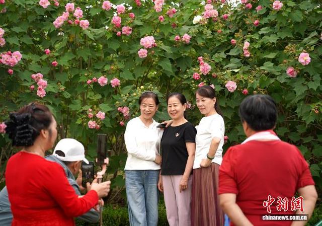 成都天府芙蓉园花开满园：吸引市民游客簇拥赏花拍照