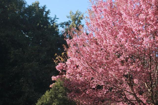 心动预警！大理这份粉色浪漫太治愈了