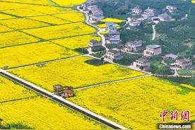 四川眉山多地“金黄调色板”让乡村风景如画图片