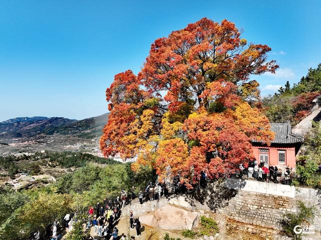 赏叶正当时！崂山这株古槭树走红