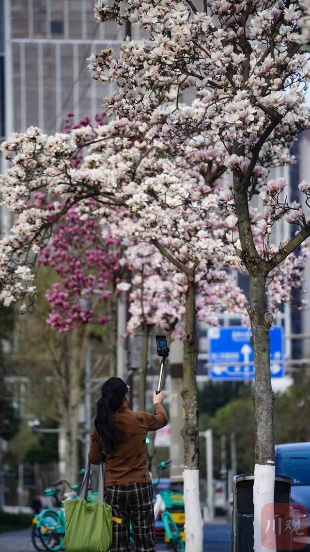 C视觉｜满树繁花映红墙 武侯祠春意正浓