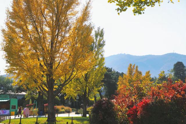 国家植物园进入彩叶最佳观赏期 樱桃沟“金色水杉林”宛如仙境