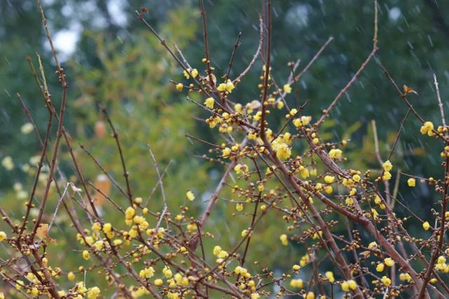 用金黄点亮季节！顾村公园蜡梅的高光时刻到了