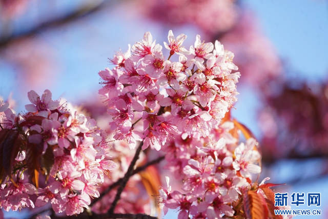 云南昌宁：冬樱花开美如画