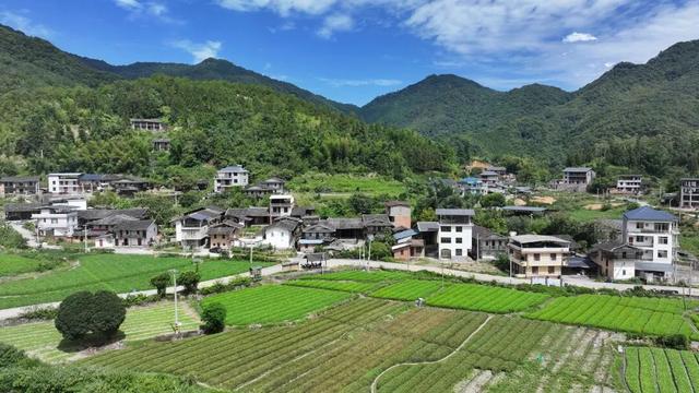 南洋风里飘着的根