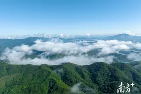 江门林业产业发展规划出炉，划定三大发展分区图片